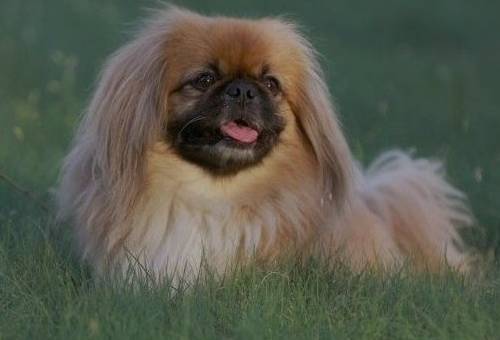 比熊幼犬需要剃胎毛,幼犬得皮肤病需要剃胎毛么