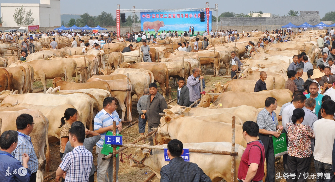 养牛赚钱吗现在还有前景吗,为什么养牛这几年挣钱少了呢