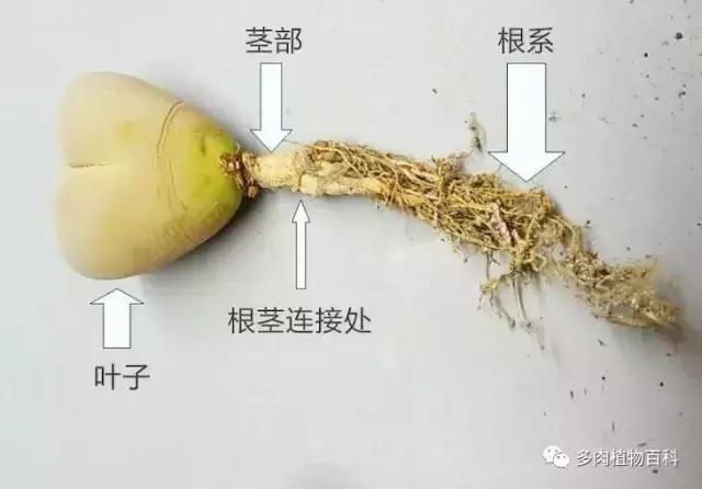 生石花多肉植物怎么养护,多肉生石花怎么能养大