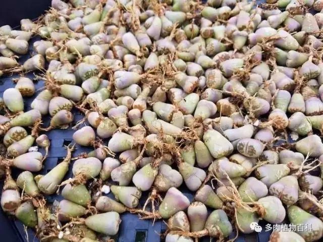 生石花多肉植物怎么养护,多肉生石花怎么能养大