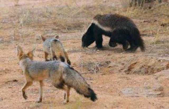 非洲平头哥（蜜獾）教你如何行走江湖！