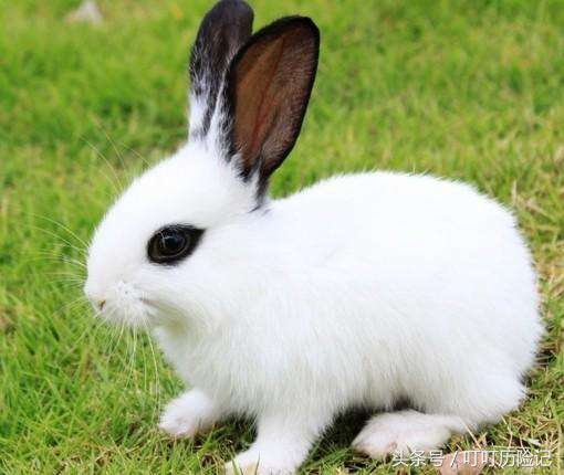 旅游景点—深圳荷兰花卉小镇，你心中的文艺世界却不成关注的地方