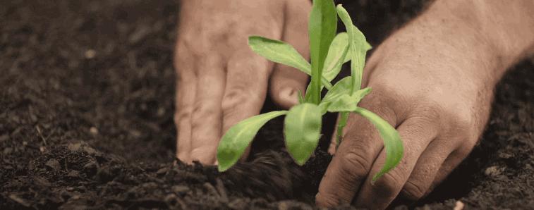 因为种玫瑰花，“她”从澳洲火到了全球！