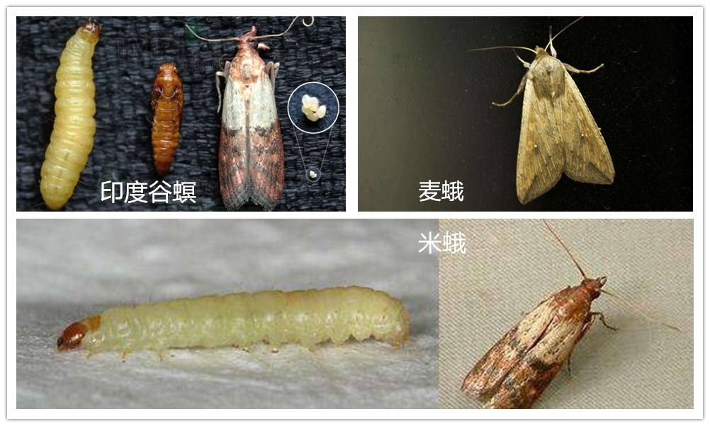 从有害生物的生活习性浅析有机粮食仓储技术