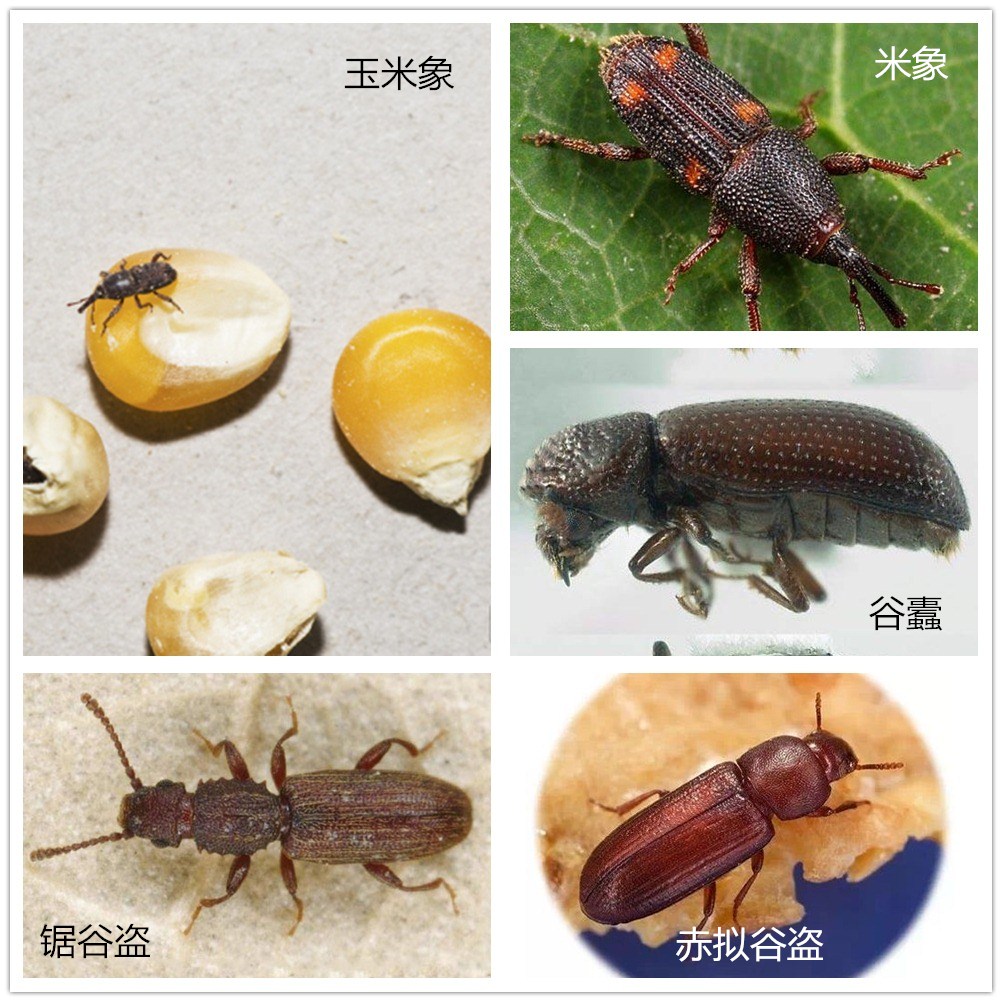 从有害生物的生活习性浅析有机粮食仓储技术