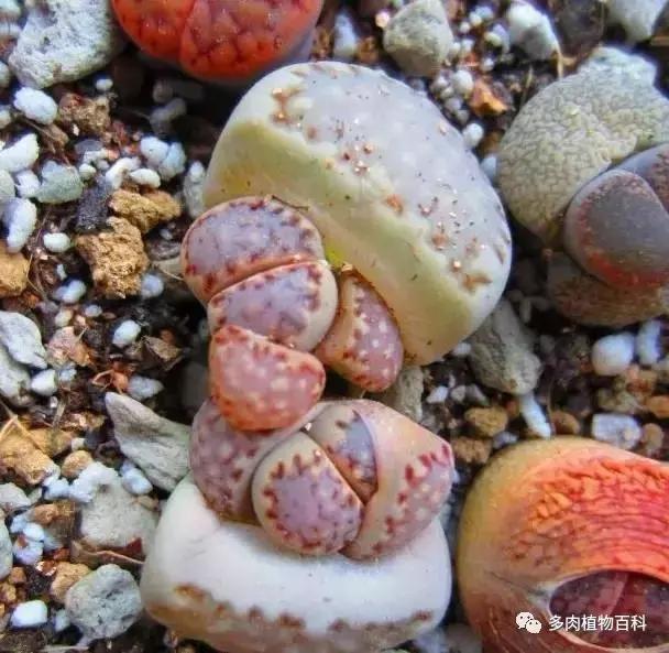 生石花多肉植物怎么养护,多肉生石花怎么能养大