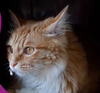 如果你的猫不见了你会担心吗,如果你的猫不见了