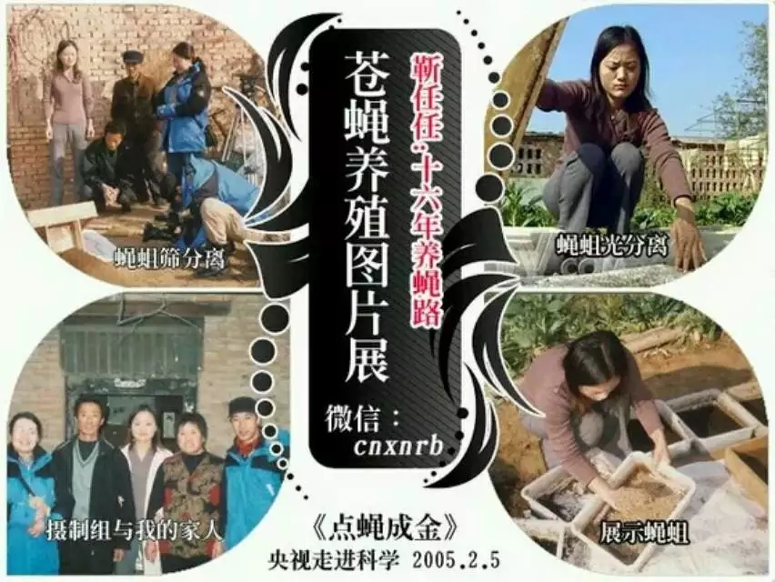 蝇蛆有销路吗,苍蝇养殖场选择