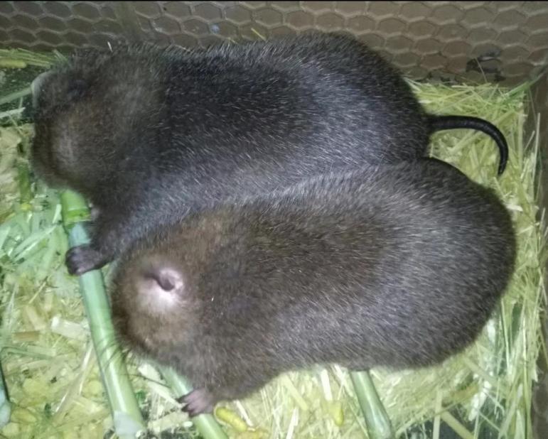 养殖竹鼠常见的精料和粗料,竹鼠养殖技术