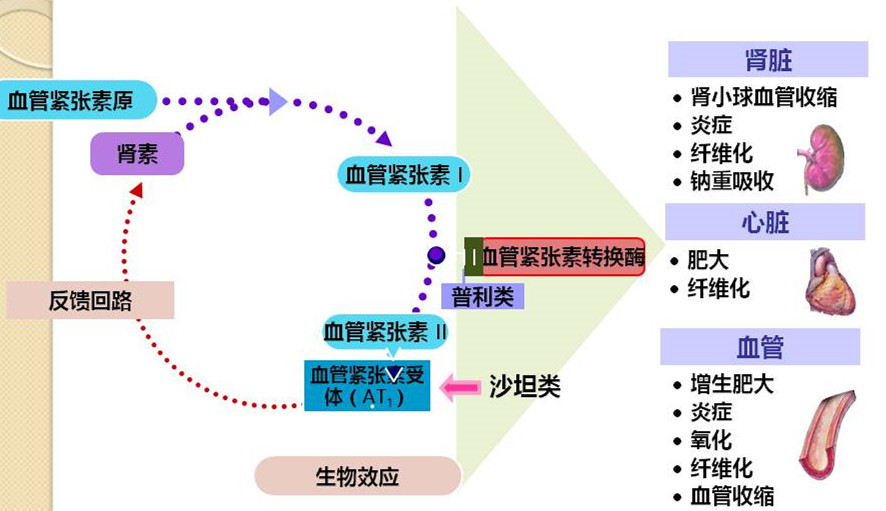 “普利”和“沙坦”，降压好“兄弟”，再说弟弟“沙坦”
