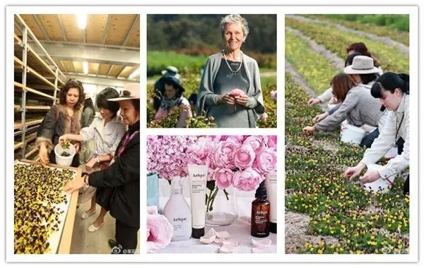 因为种玫瑰花，“她”从澳洲火到了全球！
