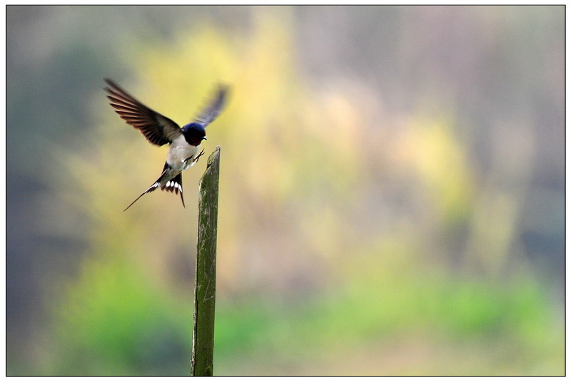 你还知道哪些鸟类的特殊本领呢,鸟类的味觉器官是哪