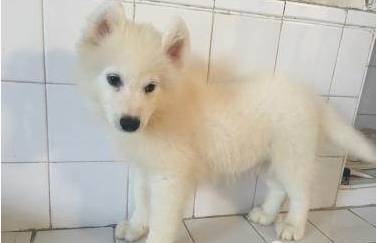 比熊幼犬需要剃胎毛,幼犬得皮肤病需要剃胎毛么