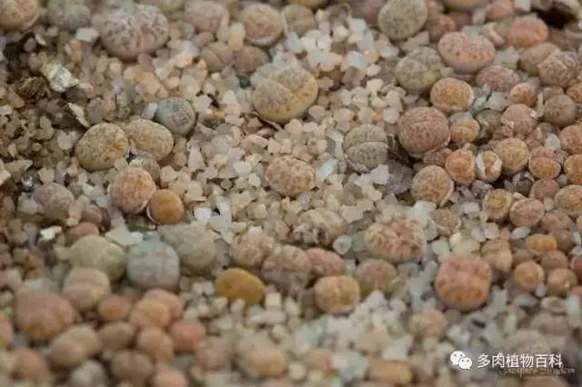 生石花多肉植物怎么养护,多肉生石花怎么能养大