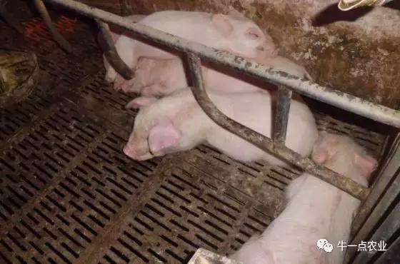 猪水肿病是由什么菌引起的,生猪水肿病的症状及治疗方法