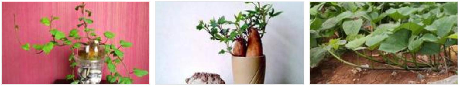 苔藓不好养?来,练好苔藓“四要诀”,再养不活你来找台长!