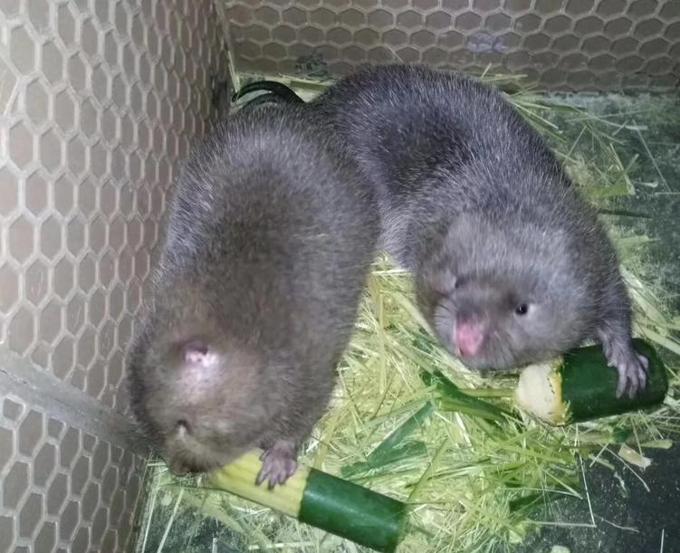 养殖竹鼠常见的精料和粗料,竹鼠养殖技术