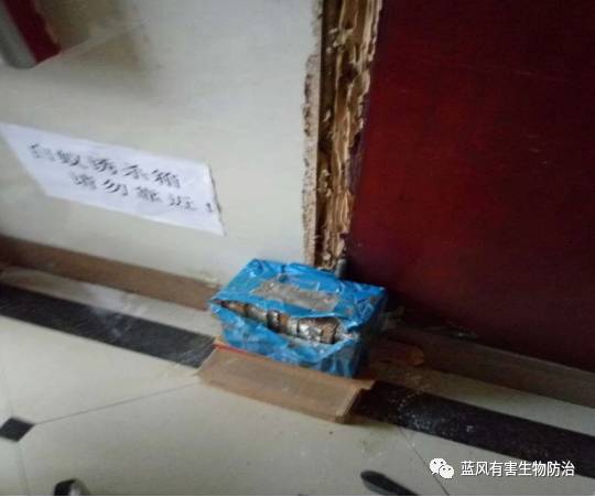 哪种白蚁药可以有效灭白蚁,消灭白蚁的土办法教你怎么灭白蚁