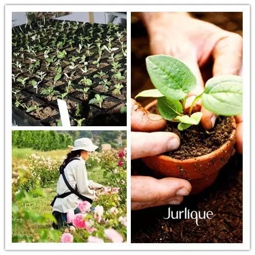 因为种玫瑰花，“她”从澳洲火到了全球！