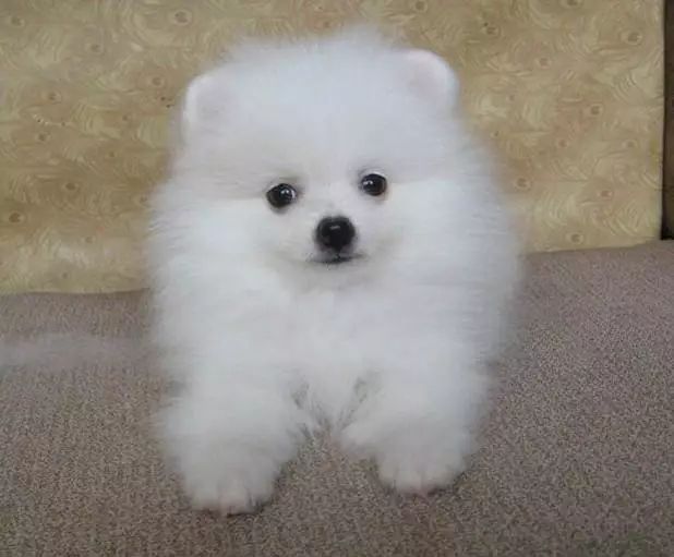 比熊幼犬需要剃胎毛,幼犬得皮肤病需要剃胎毛么