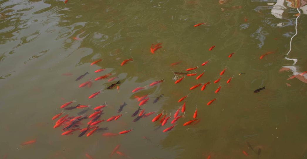 串钩钓法技巧,怎样使用串钩钓鱼技巧