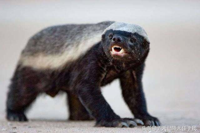 动物界扛把子蜜獾是怎么火起来的,蜜獾平头哥为什么其他动物都怕