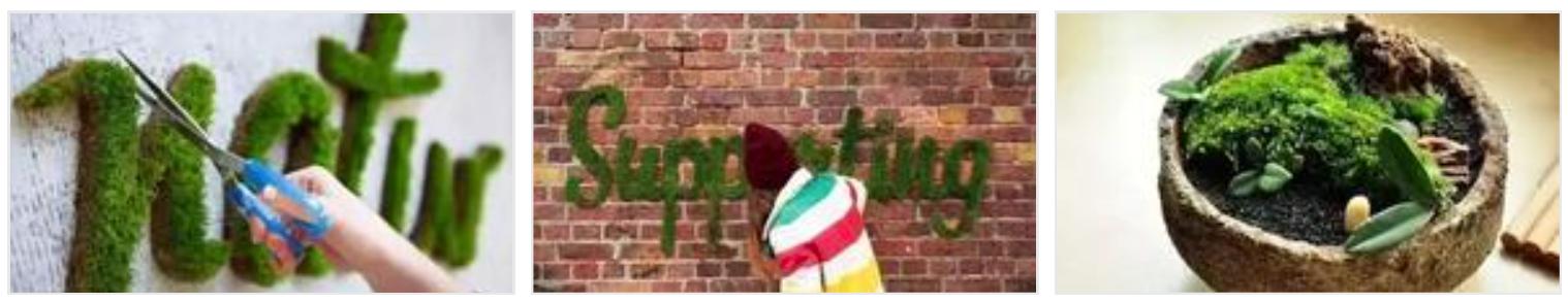 苔藓不好养?来,练好苔藓“四要诀”,再养不活你来找台长!