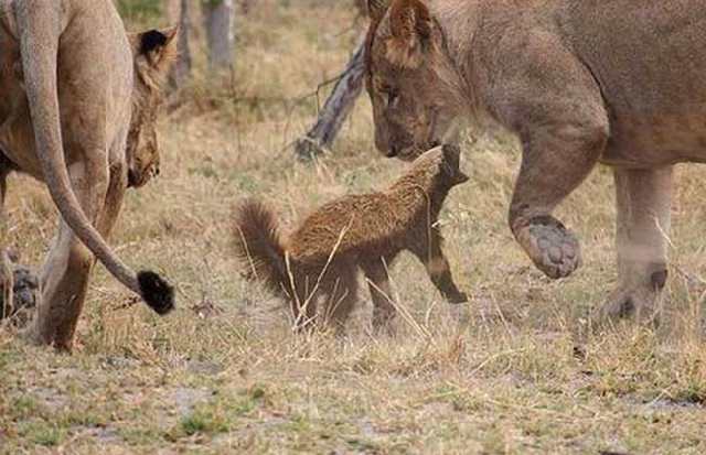 非洲平头哥（蜜獾）教你如何行走江湖！