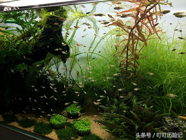 旅游景点—深圳荷兰花卉小镇，你心中的文艺世界却不成关注的地方