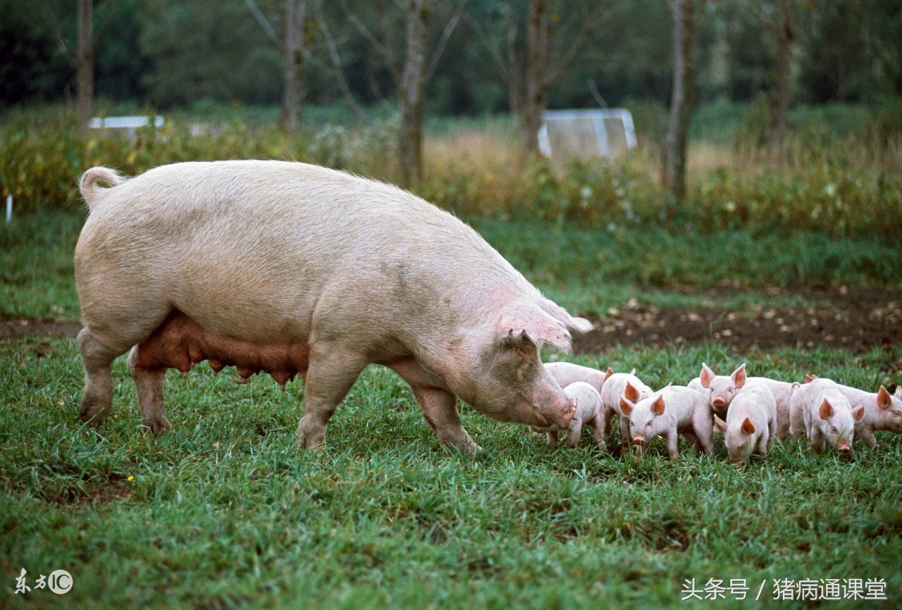 原来母猪产程长的危害那么多！