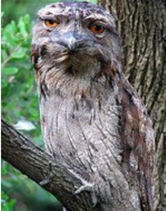 你还知道哪些鸟类的特殊本领呢,鸟类的味觉器官是哪
