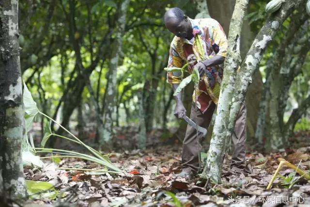 巧克力大厂采购毁林可可科特迪瓦雨林几乎被“吃光”