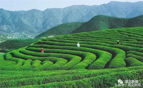 恩施毛尖茶大全,恩施毛尖茶哪家最好