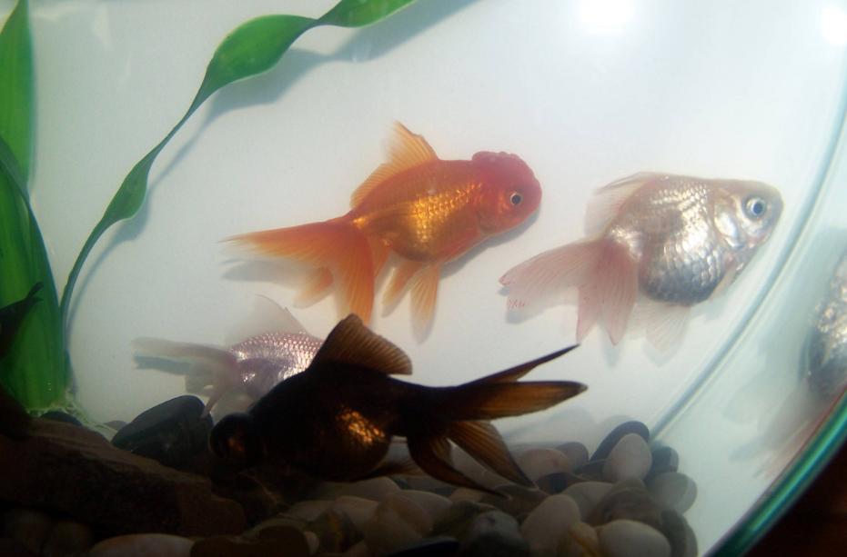 串钩钓法技巧,怎样使用串钩钓鱼技巧