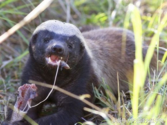 动物界扛把子蜜獾是怎么火起来的,蜜獾平头哥为什么其他动物都怕