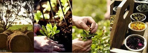 因为种玫瑰花，“她”从澳洲火到了全球！