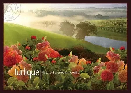 因为种玫瑰花，“她”从澳洲火到了全球！