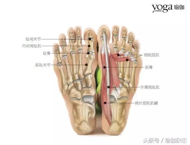 增强脚趾力量，获得深扎大地般的根基感