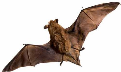 你还知道哪些鸟类的特殊本领呢,鸟类的味觉器官是哪