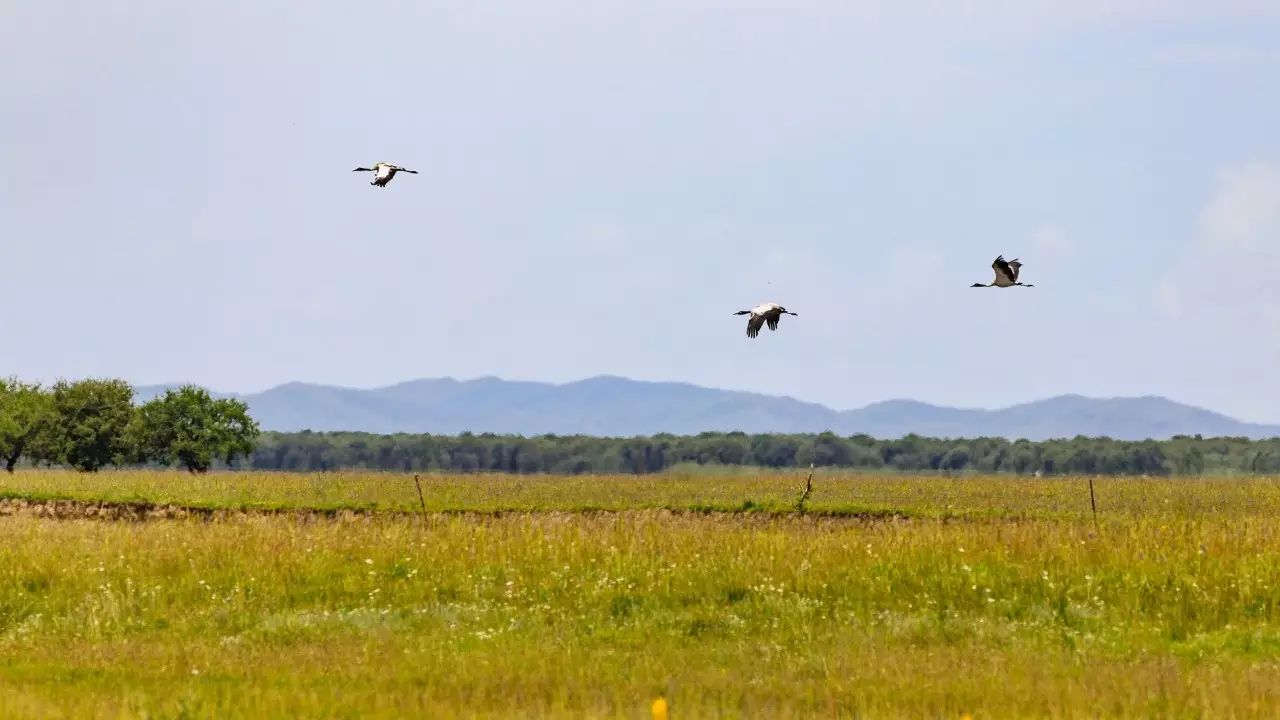 佳能6dmark2,佳能6dmarkii拍会议照片怎样对焦