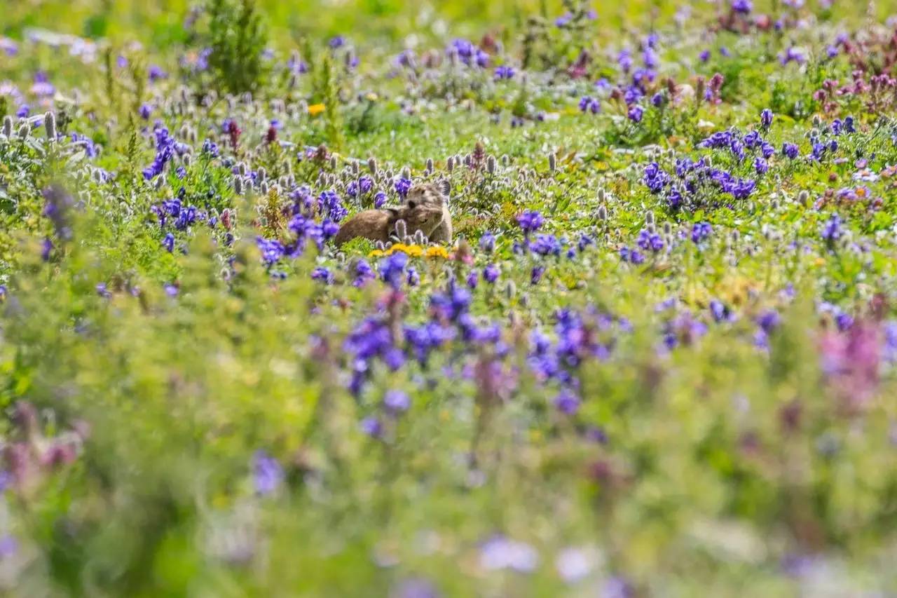佳能6dmark2,佳能6dmarkii拍会议照片怎样对焦