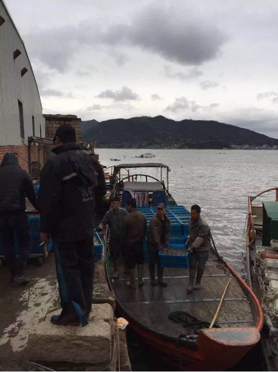 大连鲜参多少钱一斤,霞浦鲜海参价格