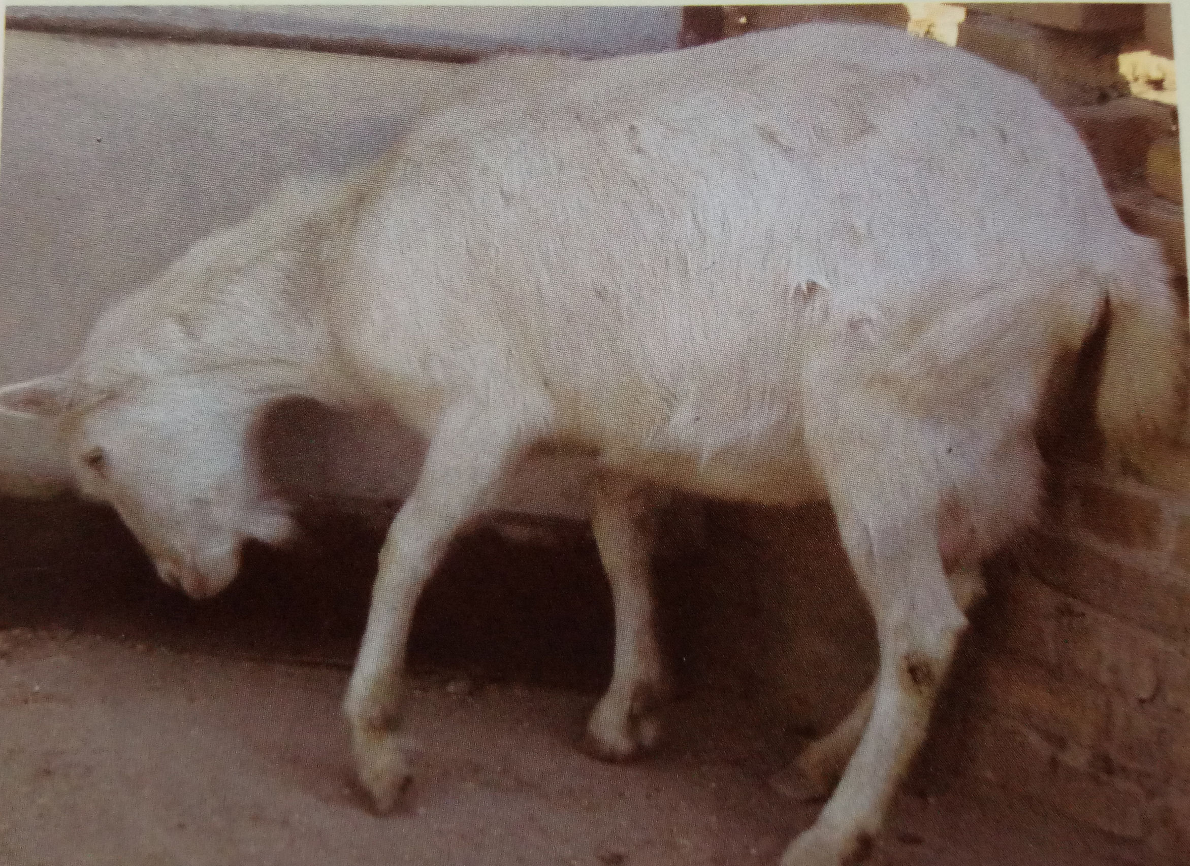 羊瘤胃积食导致瘫软,羊瘤胃积食的症状和治疗