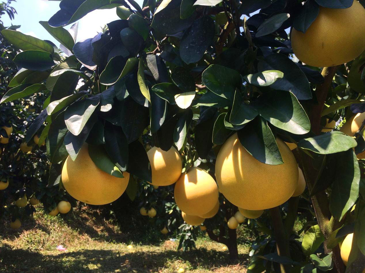 骞冲拰铚滄煔鑷姪閲囨憳,骞冲拰铚滄煔鑷敱閲囨憳
