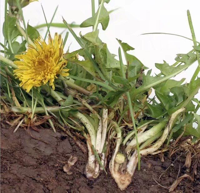 蒲公英茶哪些人不适合喝,蒲公英隔夜能喝吗