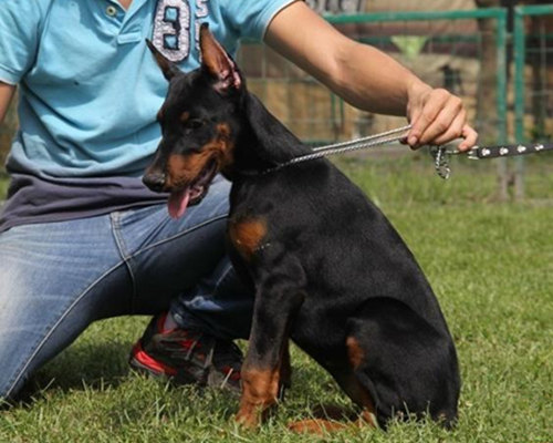 如何饲养杜宾犬,杜宾犬饲养方法和注意事项