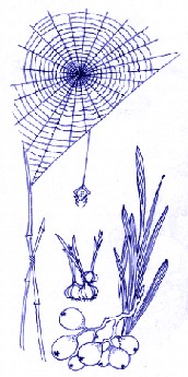 中国古代蜘蛛象征,古代为什么把蜘蛛当成吉祥物