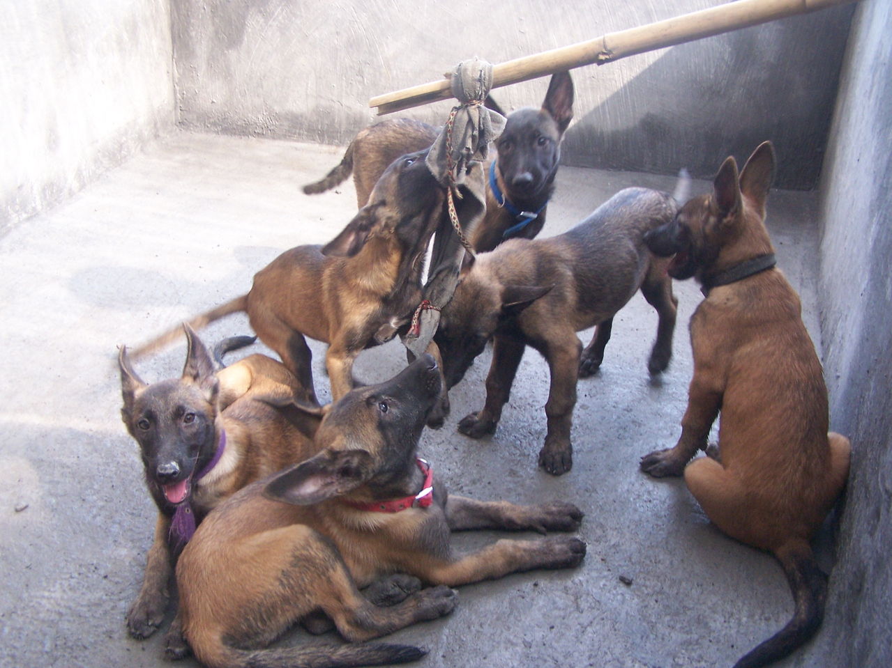 怎么训练马犬接飞盘,怎么训练马犬空中咬物