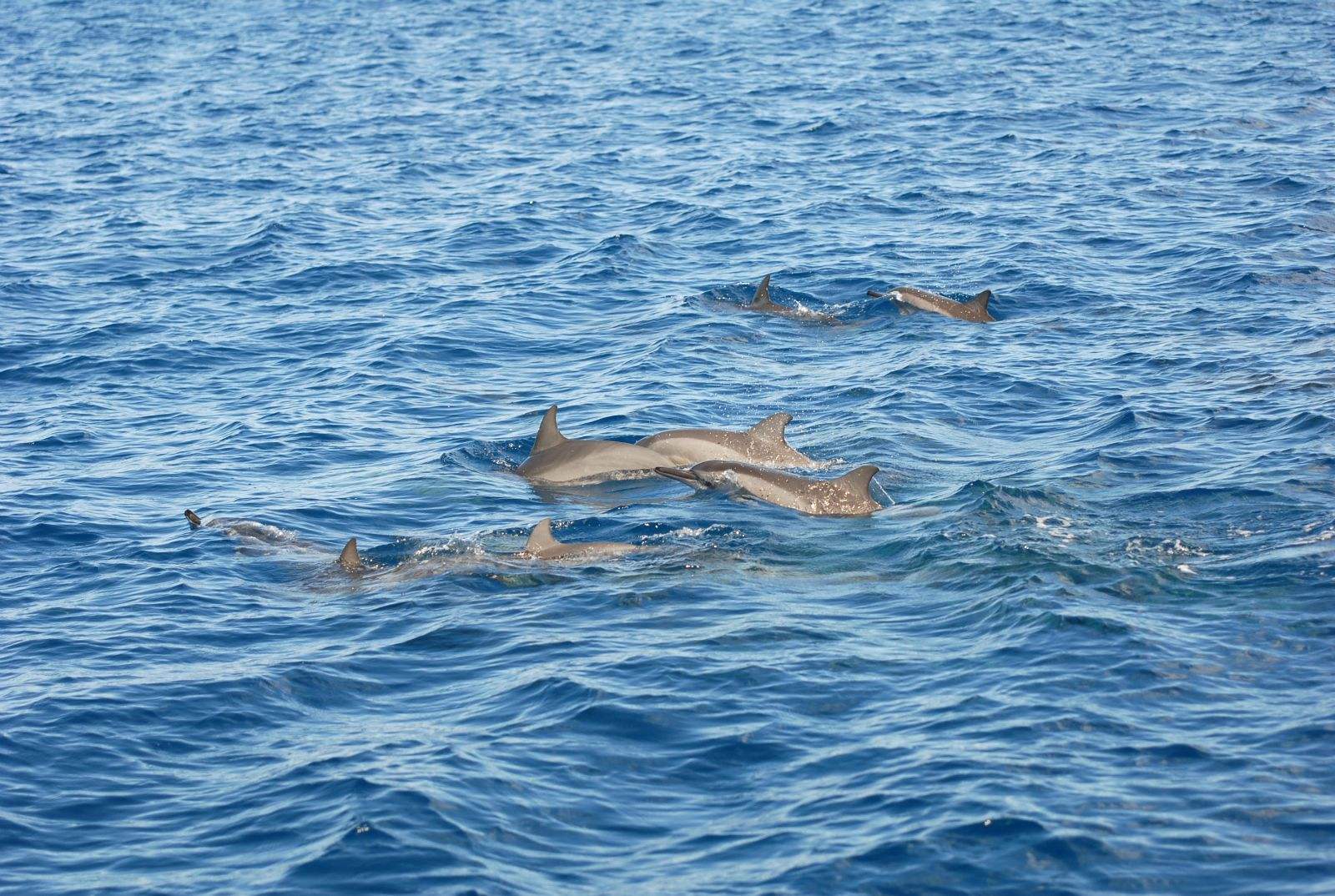 帕劳毛里求斯马尔代夫,马尔代夫塞班帕劳哪个好玩