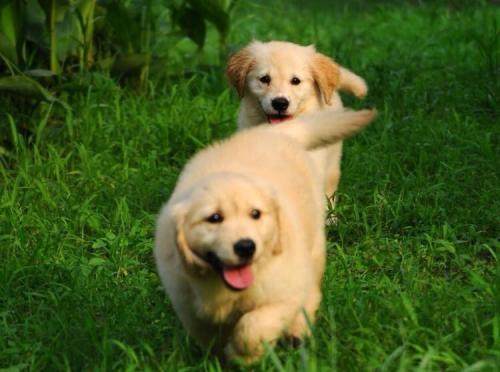 世界名犬金毛犬饲养禁忌,世界名犬大全